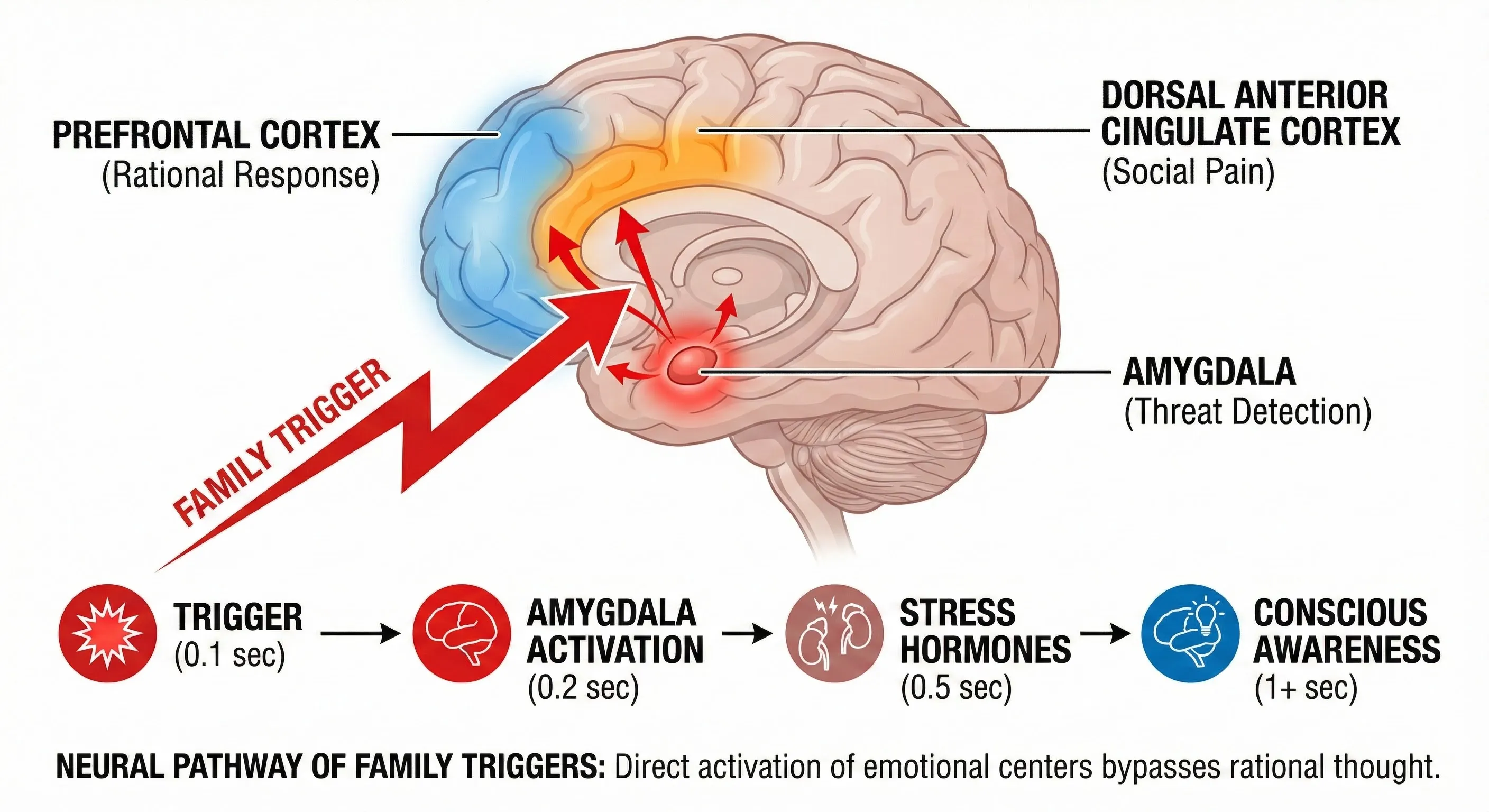 Brain diagram showing amygdala activation during family stress