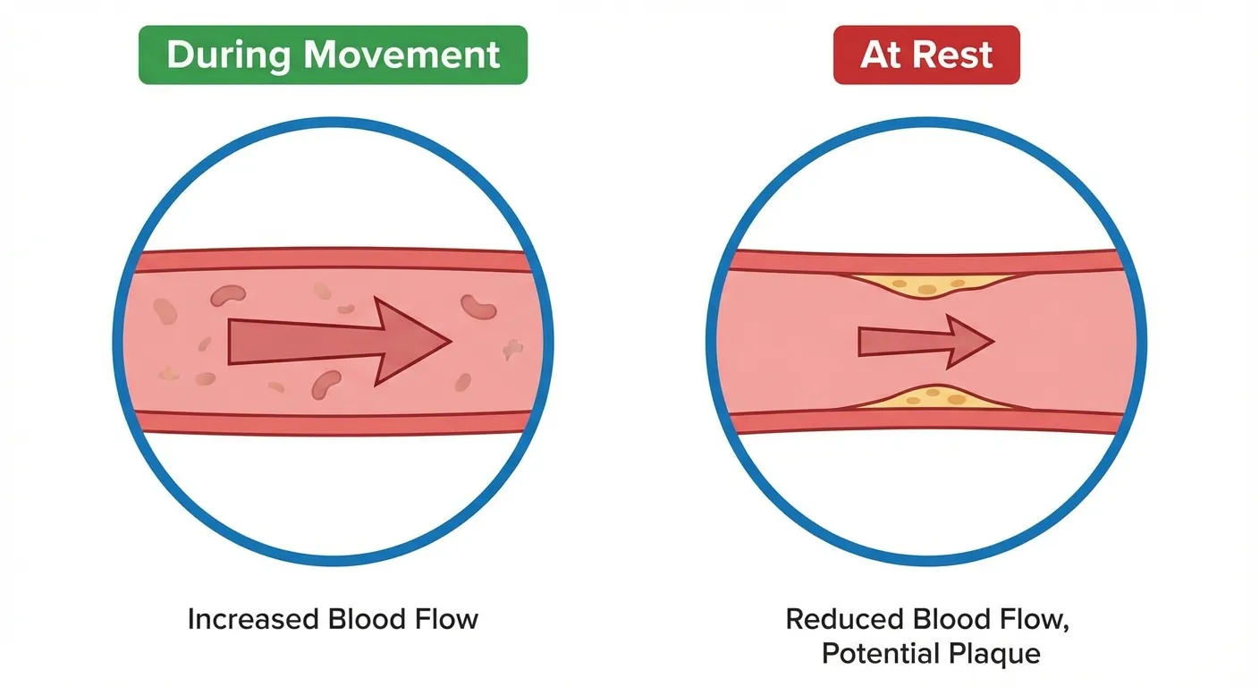 Diagram comparing blood vessel dilation during movement versus prolonged sitting