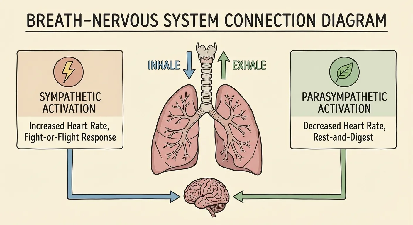 Diagram showing how inhale activates sympathetic nervous system and exhale activates parasympathetic through the vagus nerve