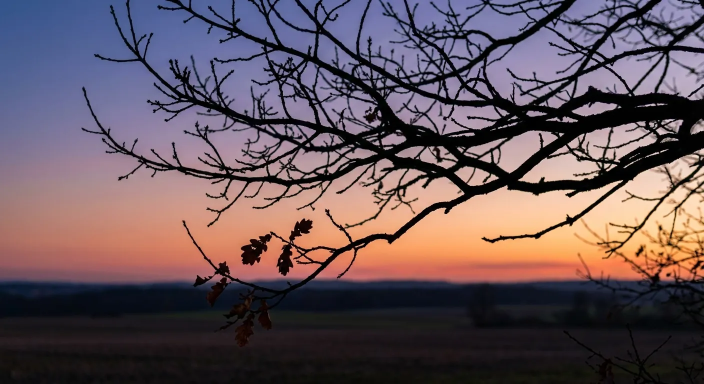 Bare winter tree branches against twilight sky symbolizing letting go and dormancy before renewal
