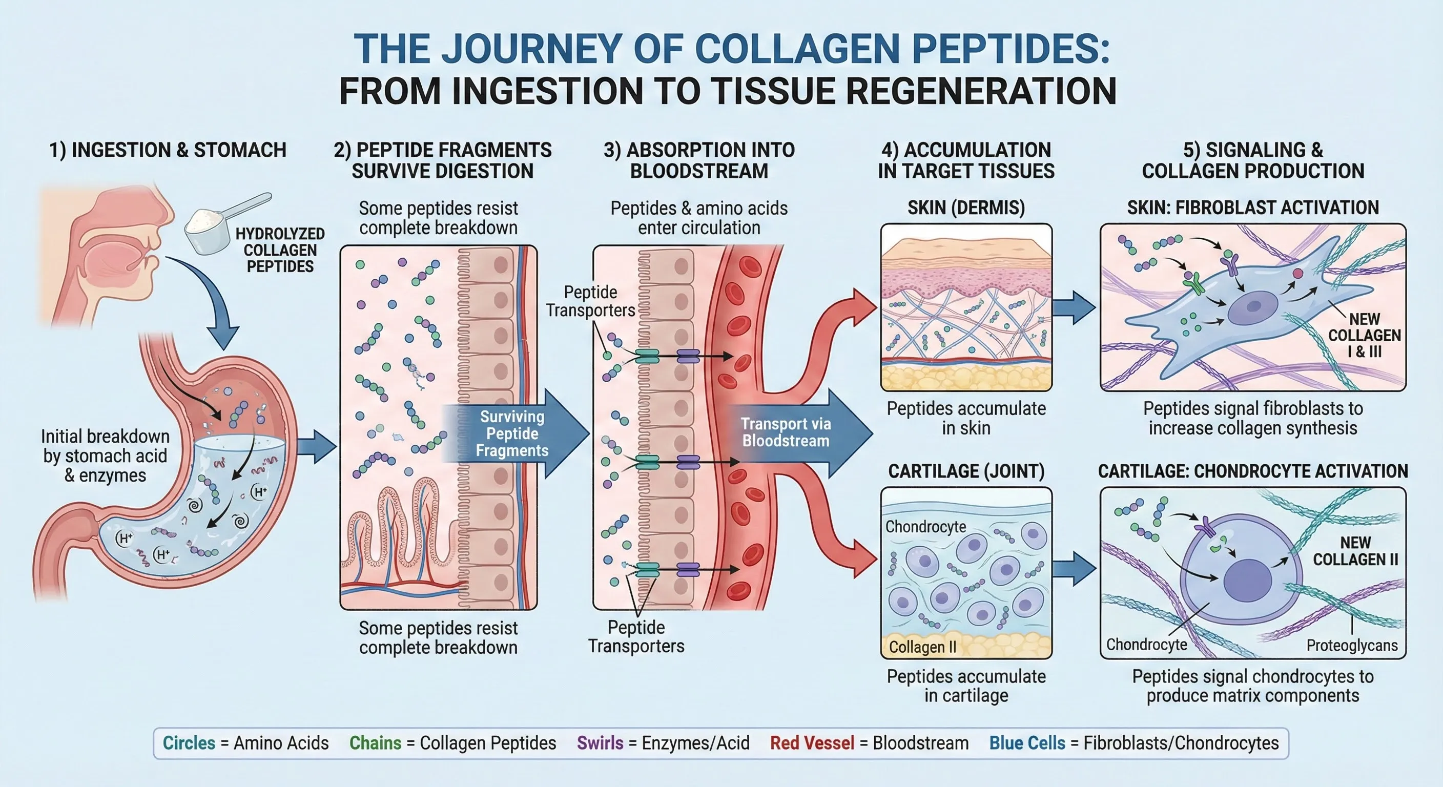 Diagram showing collagen peptide absorption and signaling pathway