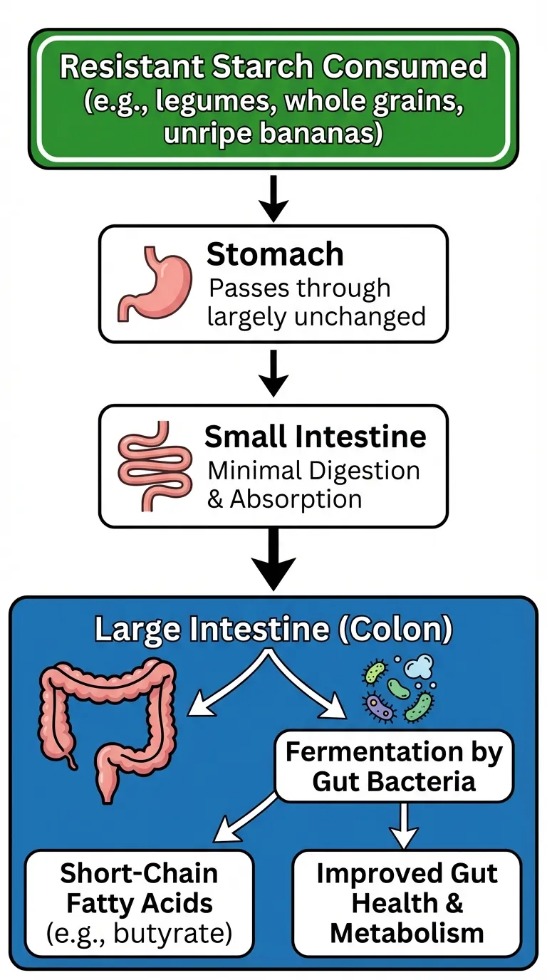Diagram showing resistant starch pathway from consumption through colonic fermentation to butyrate production and health benefits