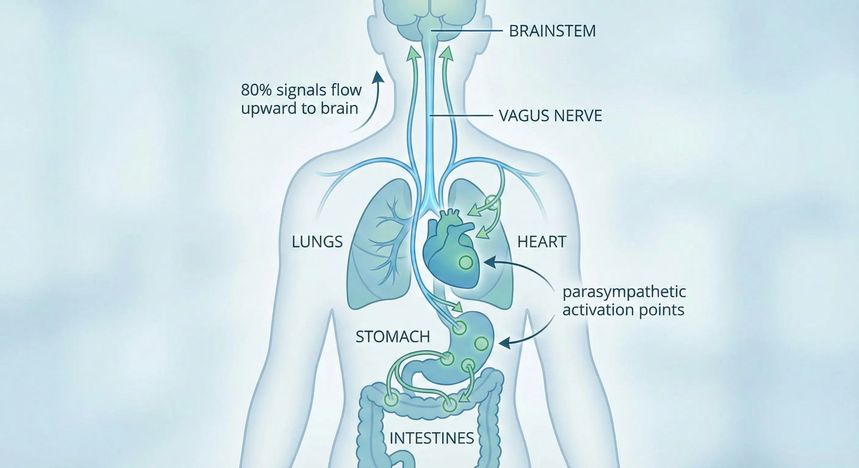 Anatomical diagram showing vagus nerve pathway from brainstem through neck, chest, and abdomen to major organs