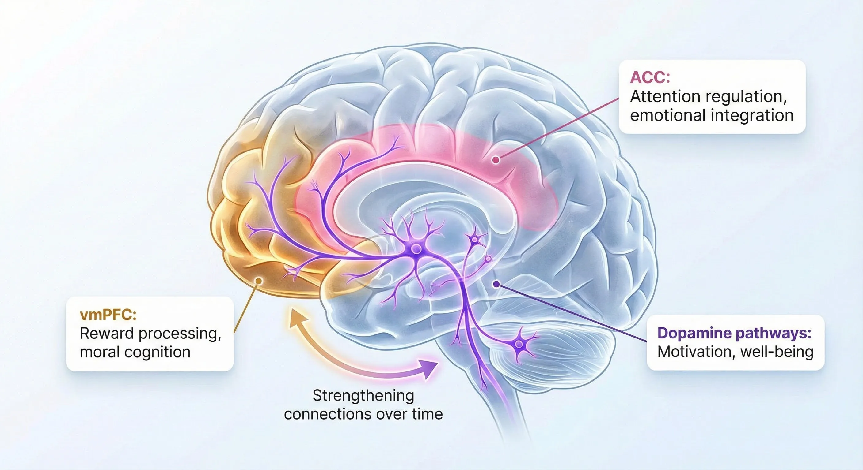 Brain regions activated during gratitude practice