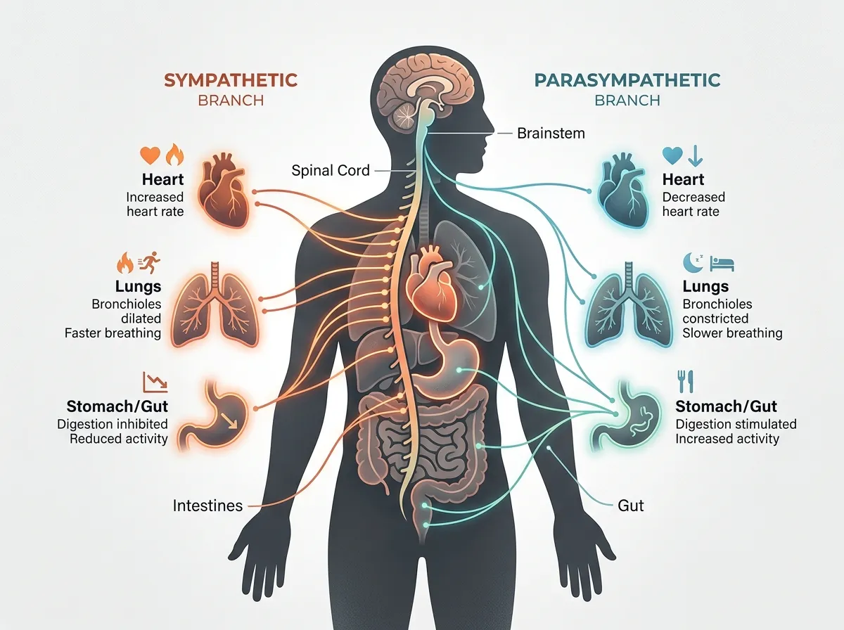 Diagram showing the sympathetic and parasympathetic nervous system branches in the human body